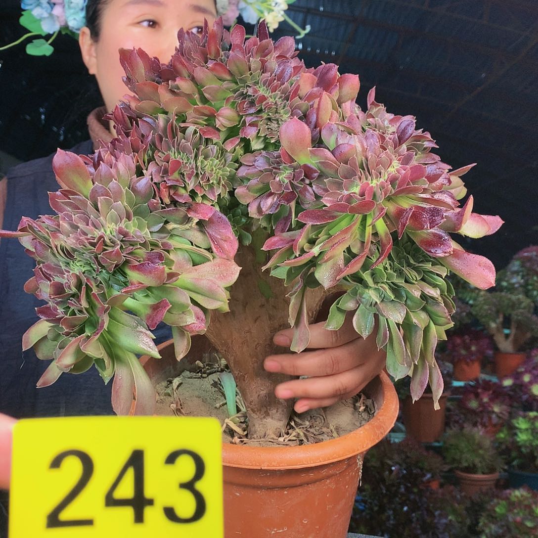 柒哥多肉不包侧断枝243