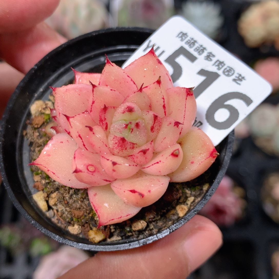 5CM拇指盆精控多肉YU516