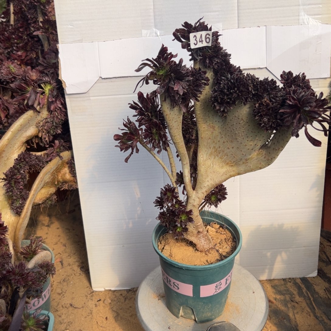 有伤黑缀346高37