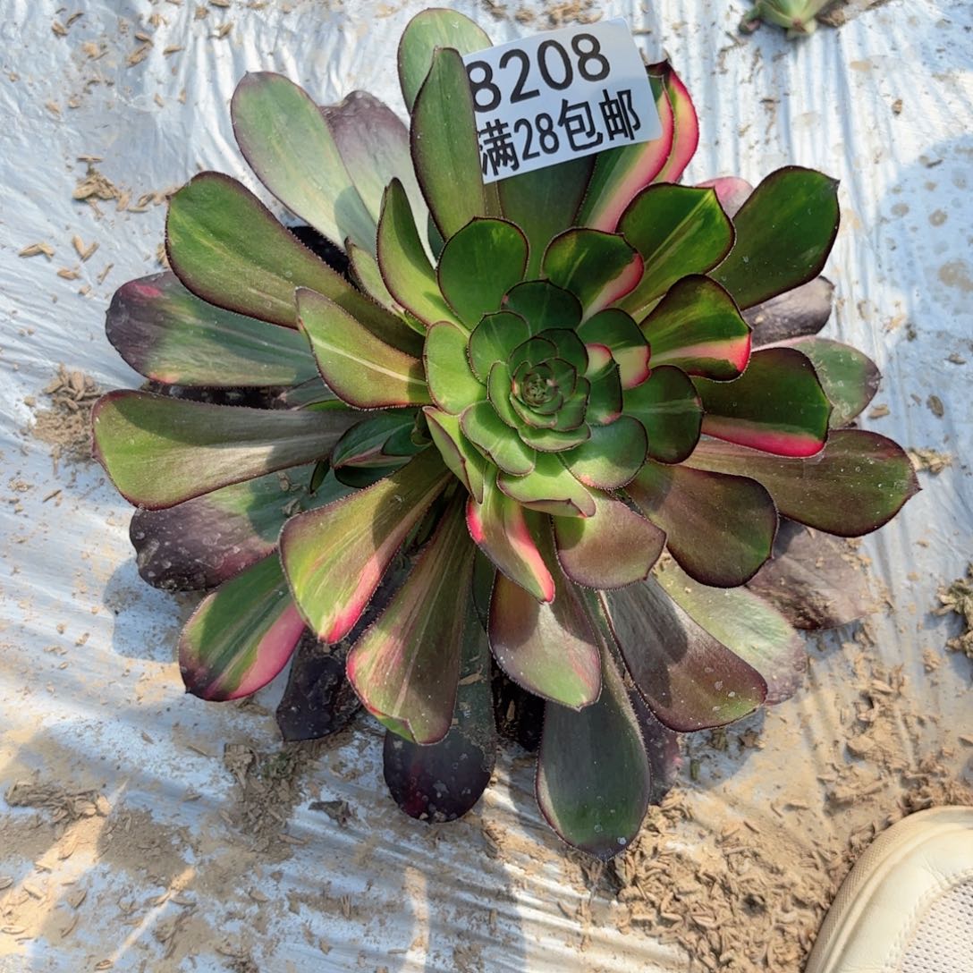 W.   8202花蝴蝶多肉