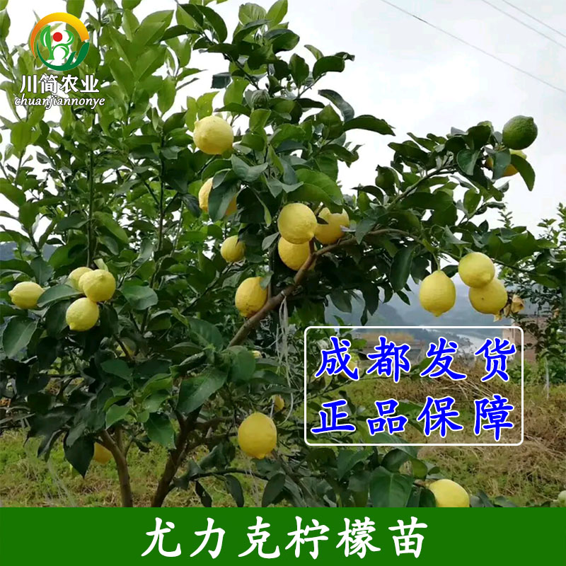 热销四季柠檬尤力克柠檬安岳柠檬苗香水柠檬苗营养杯袋可地栽盆栽