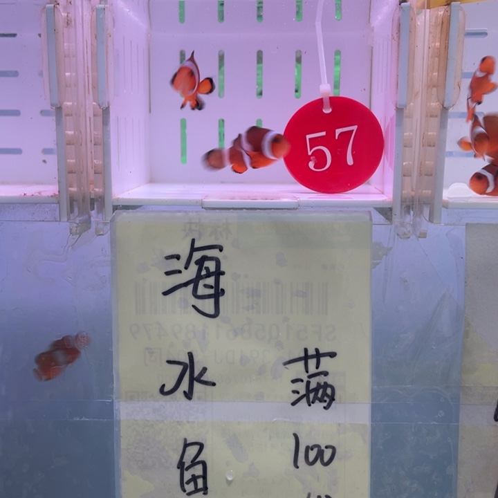 海水鱼精品黑边2条4左右