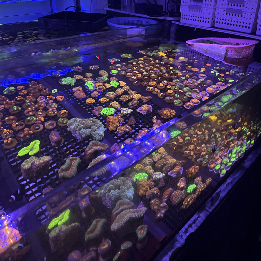 吕明星的珊瑚海洋一物一拍