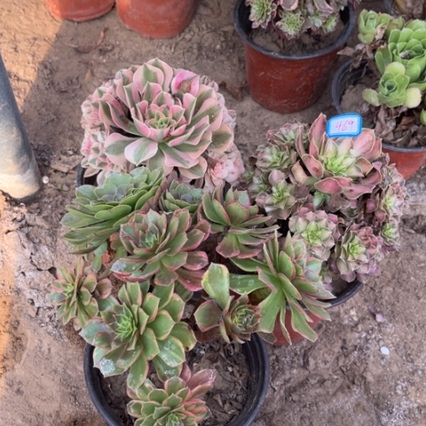 469多肉植物组合，
