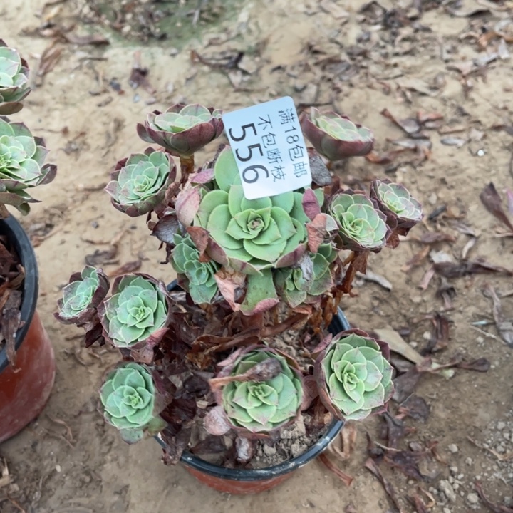 556万圣节小手捧1北