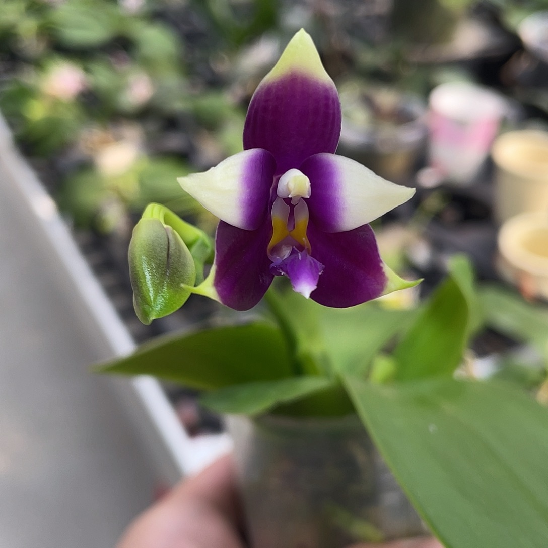 完全开放蓝白跳瓣晕染 叶损不售后 316号