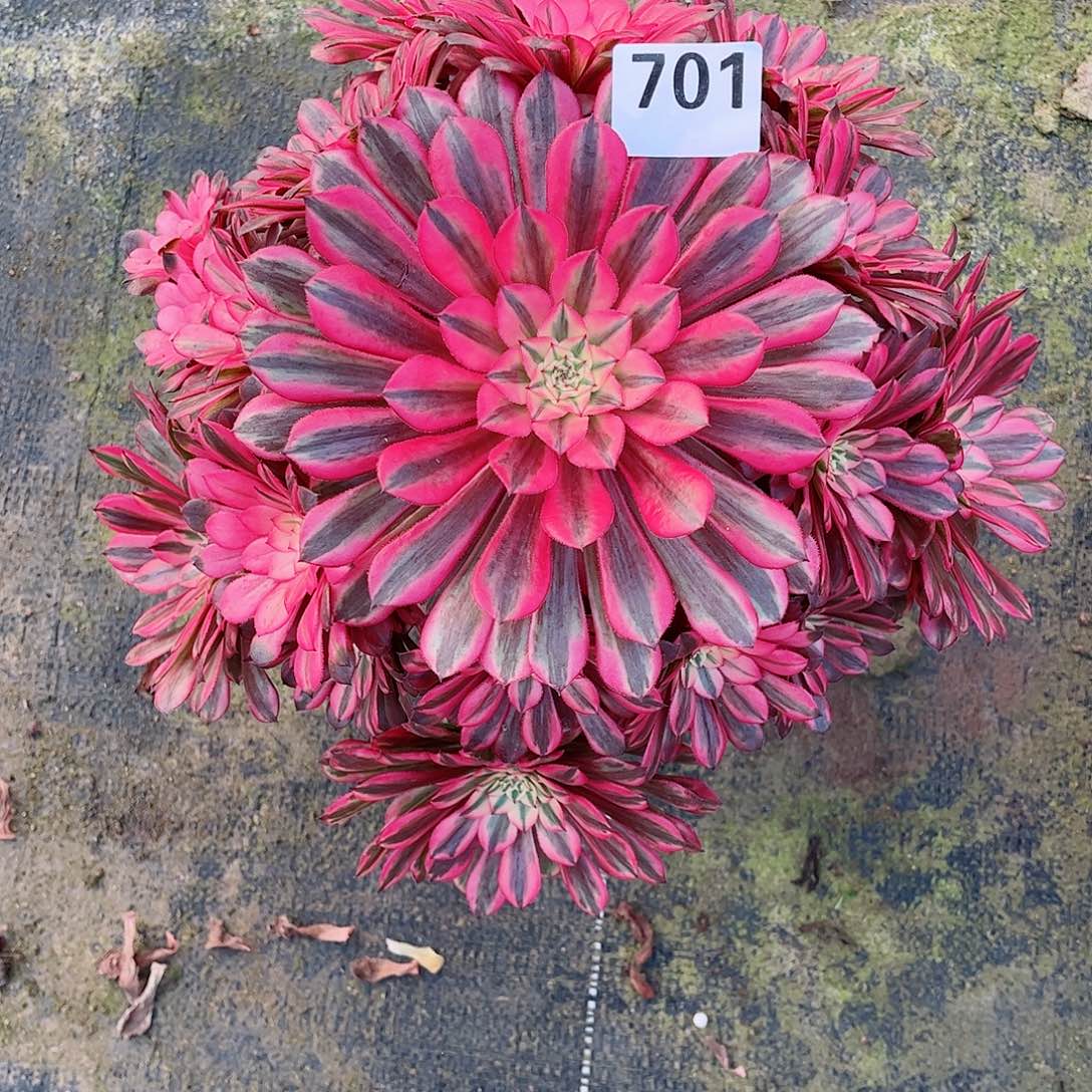 无花朵晓****?多肉植物701粉红豹