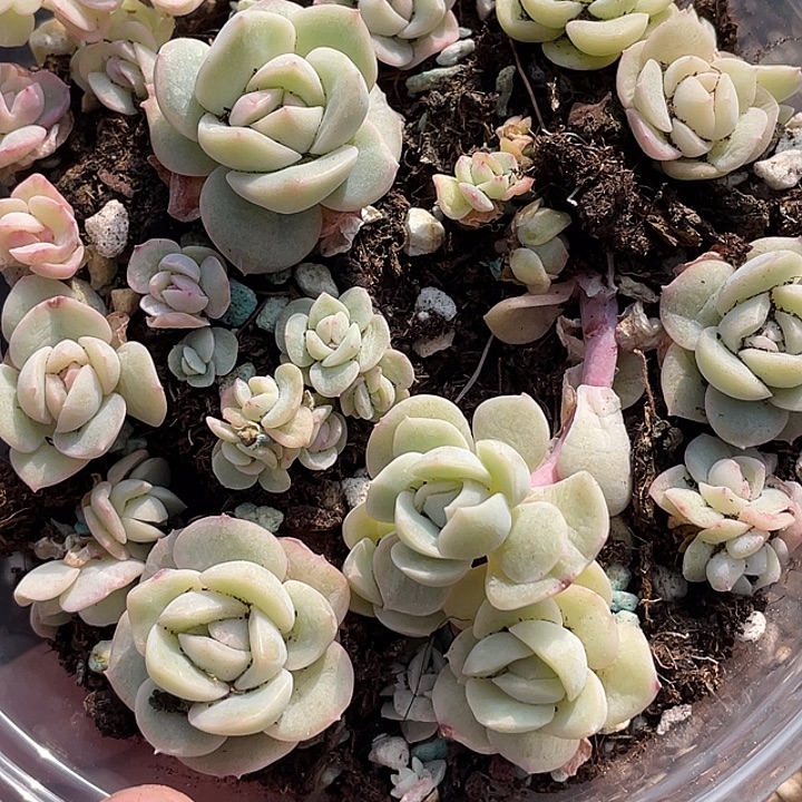 OTO多肉切糕优选dy2396