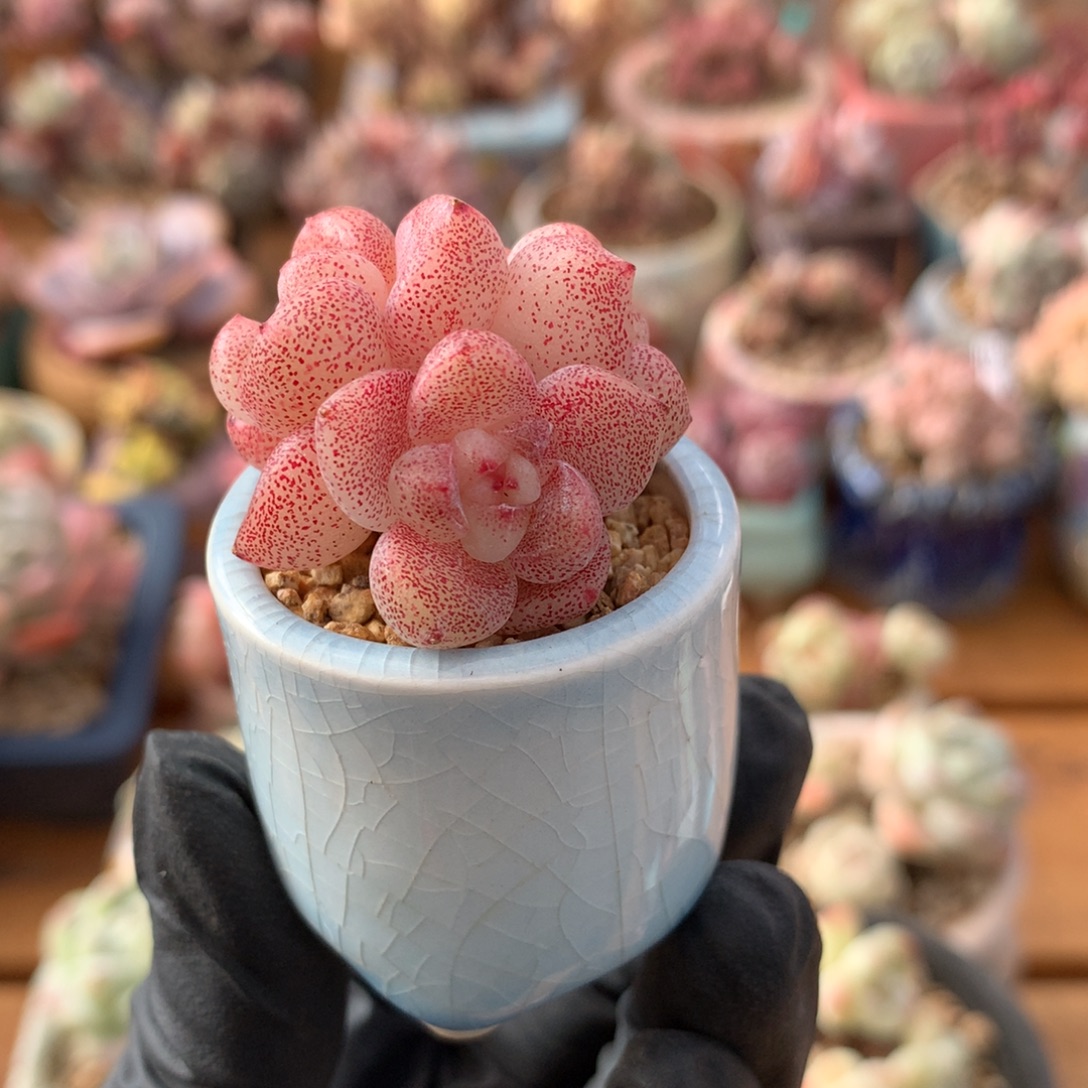 草***们冰玉带盆一物一拍