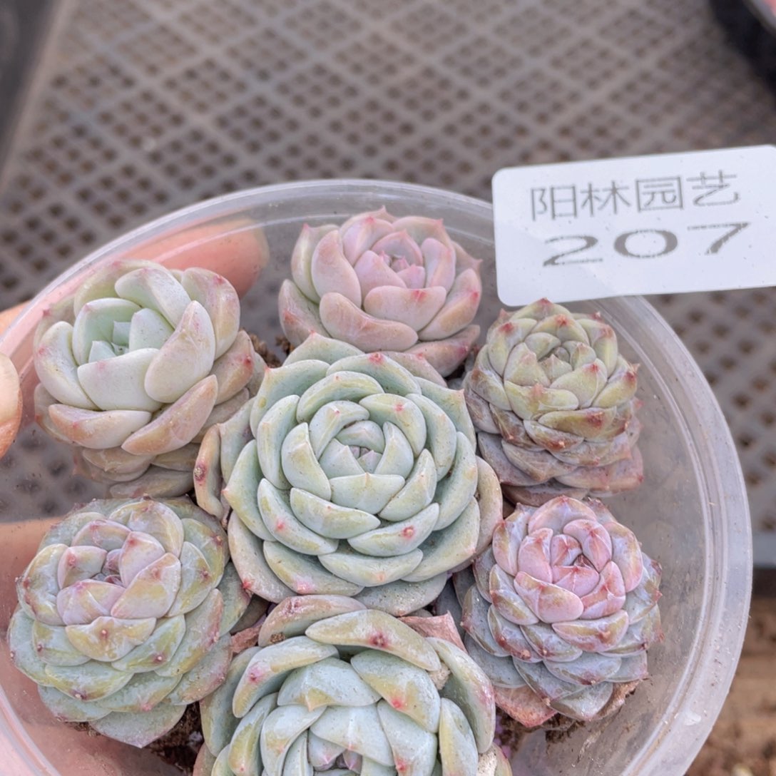 多肉植物多肉植物207