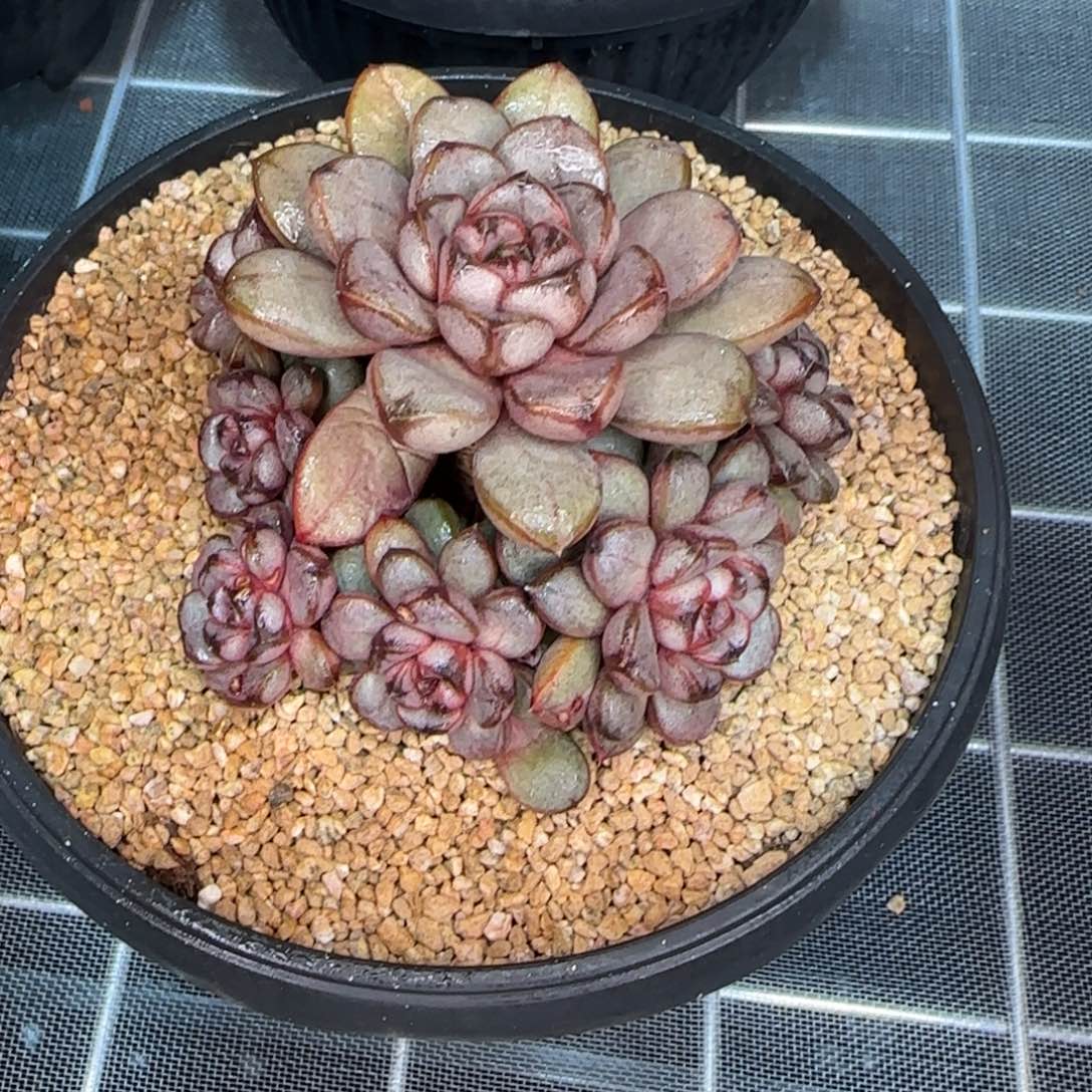 从前慢甄选多肉编号葡萄小