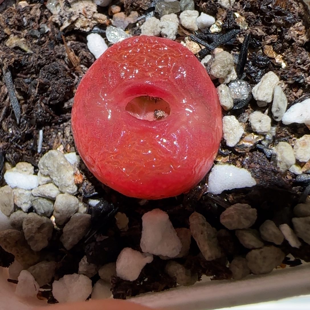 肉锥多肉植物百科-水蜜桃449