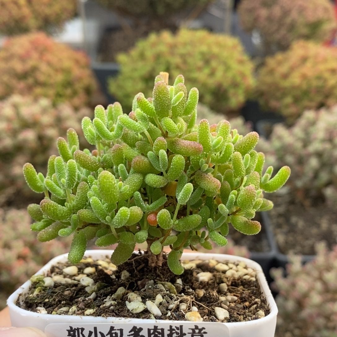 Y***o蜜橘糖球0292枝干番杏