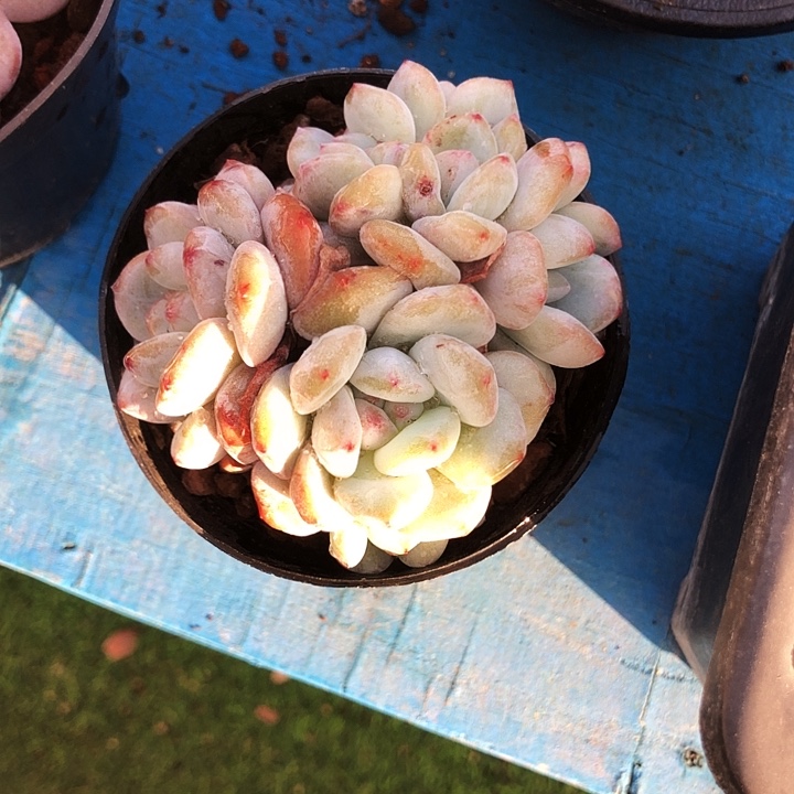 星影石化6头多肉植物