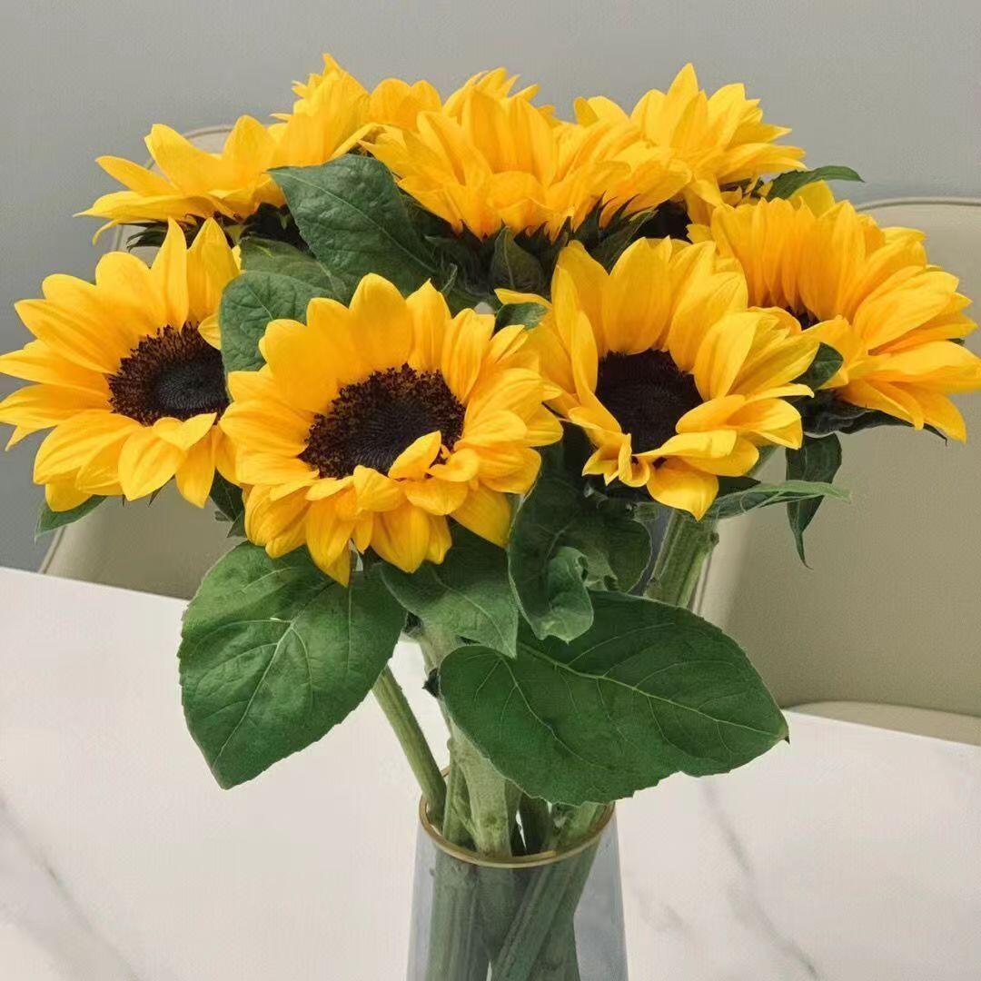 【向日葵合集】云南基地直发 两单顺丰包邮