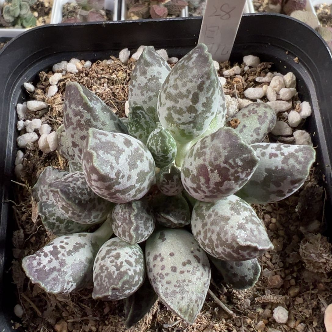 w十方盆白肌海豹多肉植物水泡