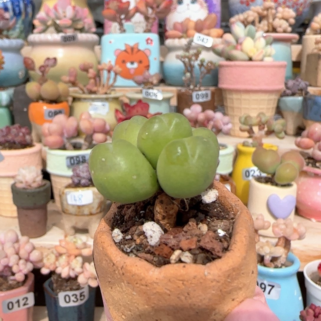 优选 小毛翠 一物一拍