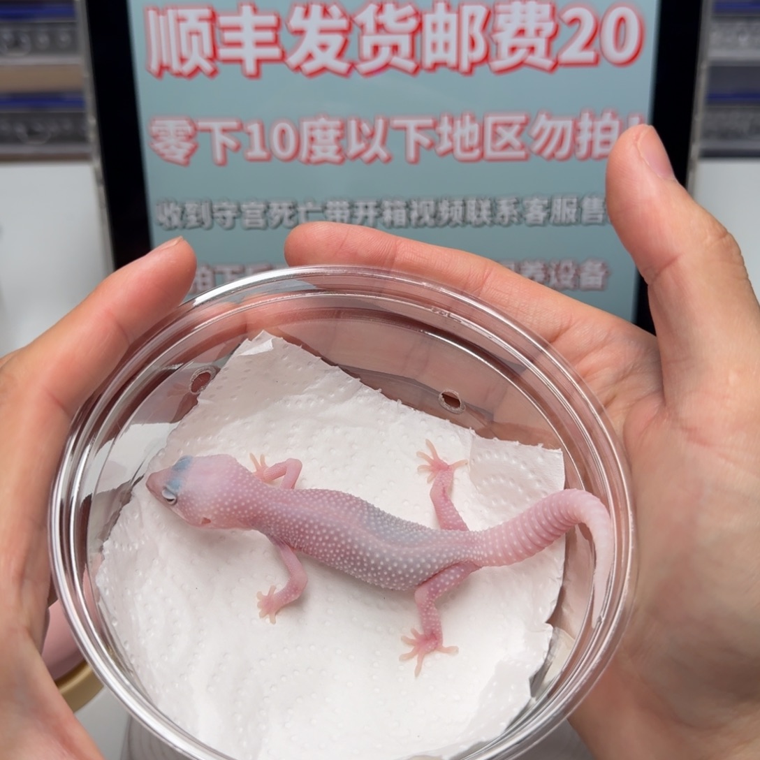 豹纹守宫雪花恶魔白酒