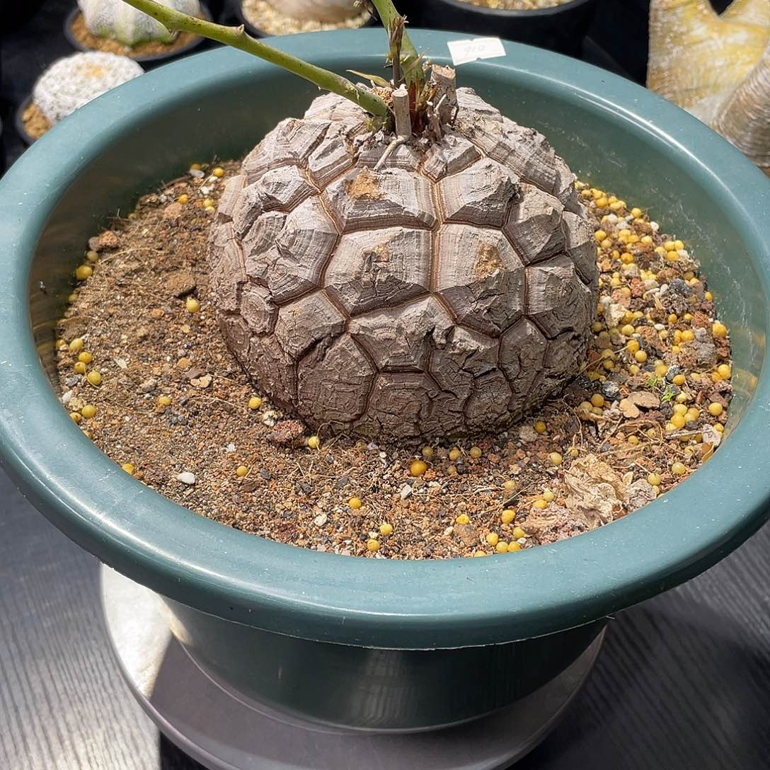 龟甲龙定盆定养的