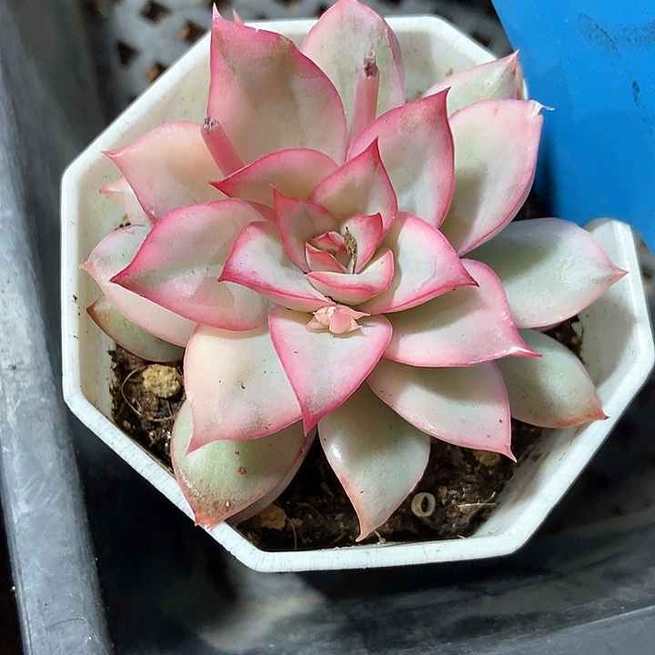 多肉植物7259多肉