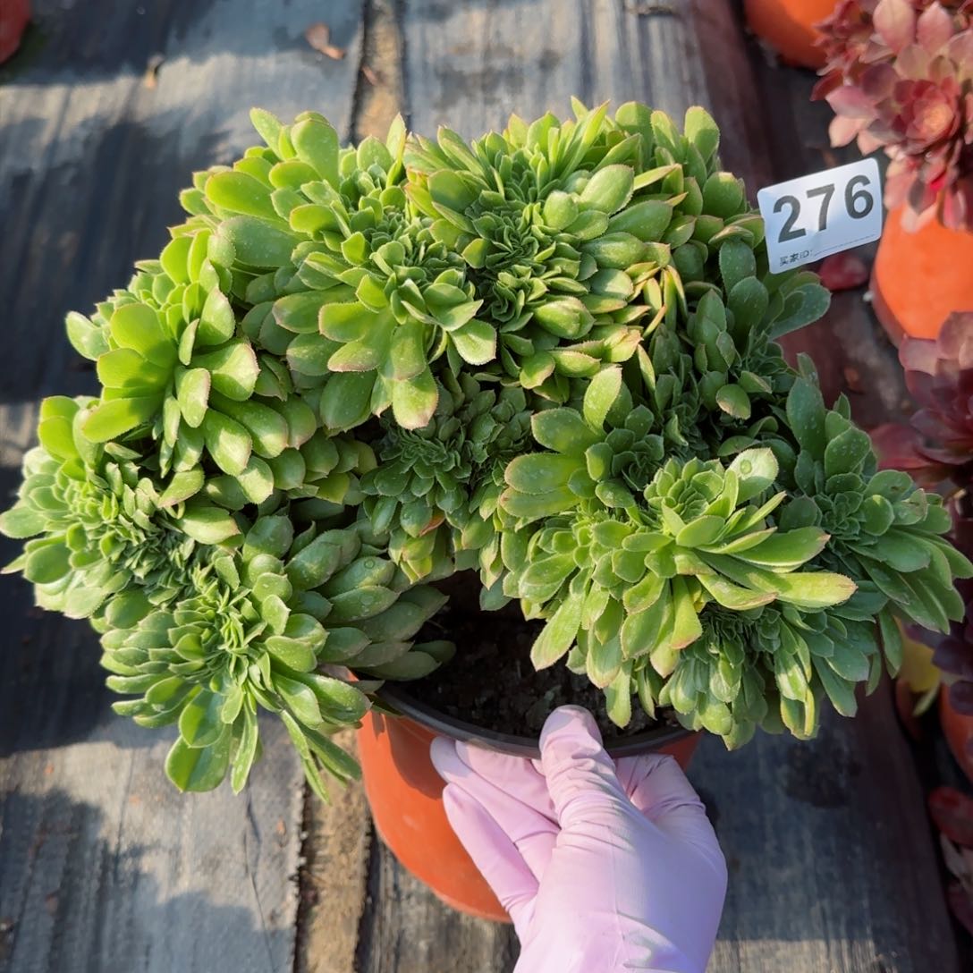 276多肉植物绿缀