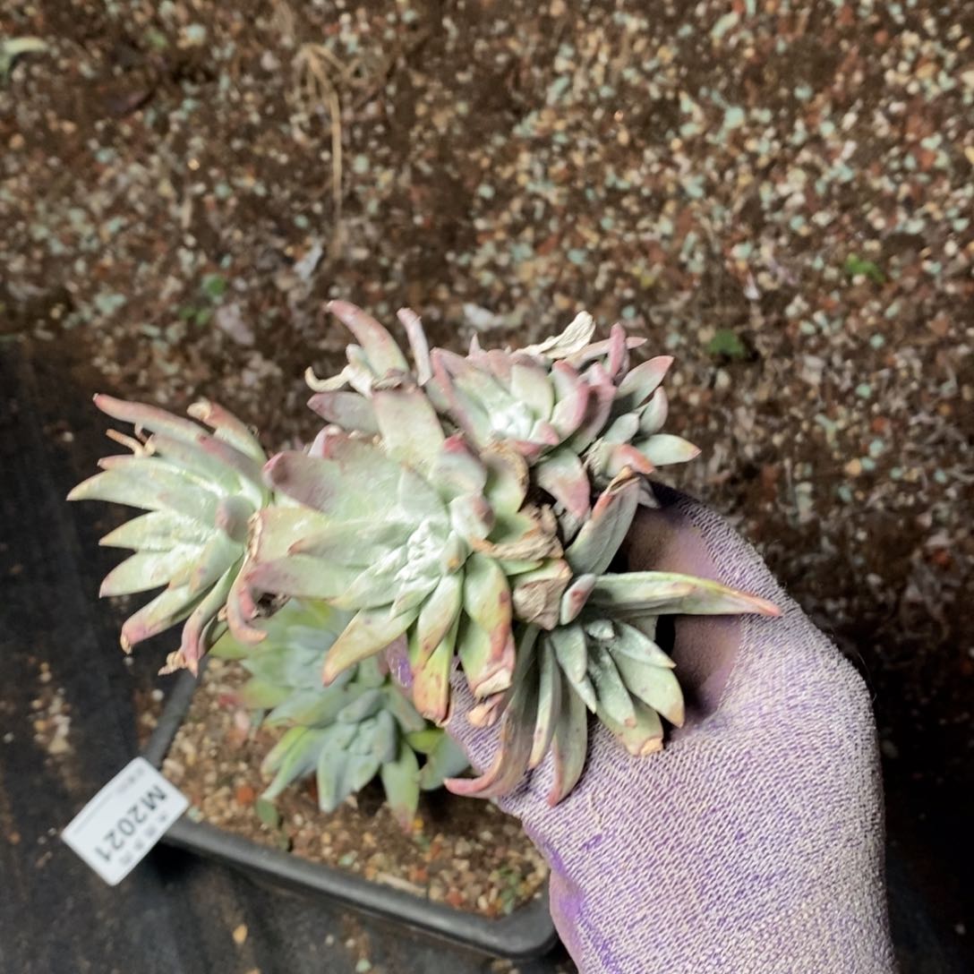 2022瑕疵无售后哈哈哈哈哈哈哈哈哈哈