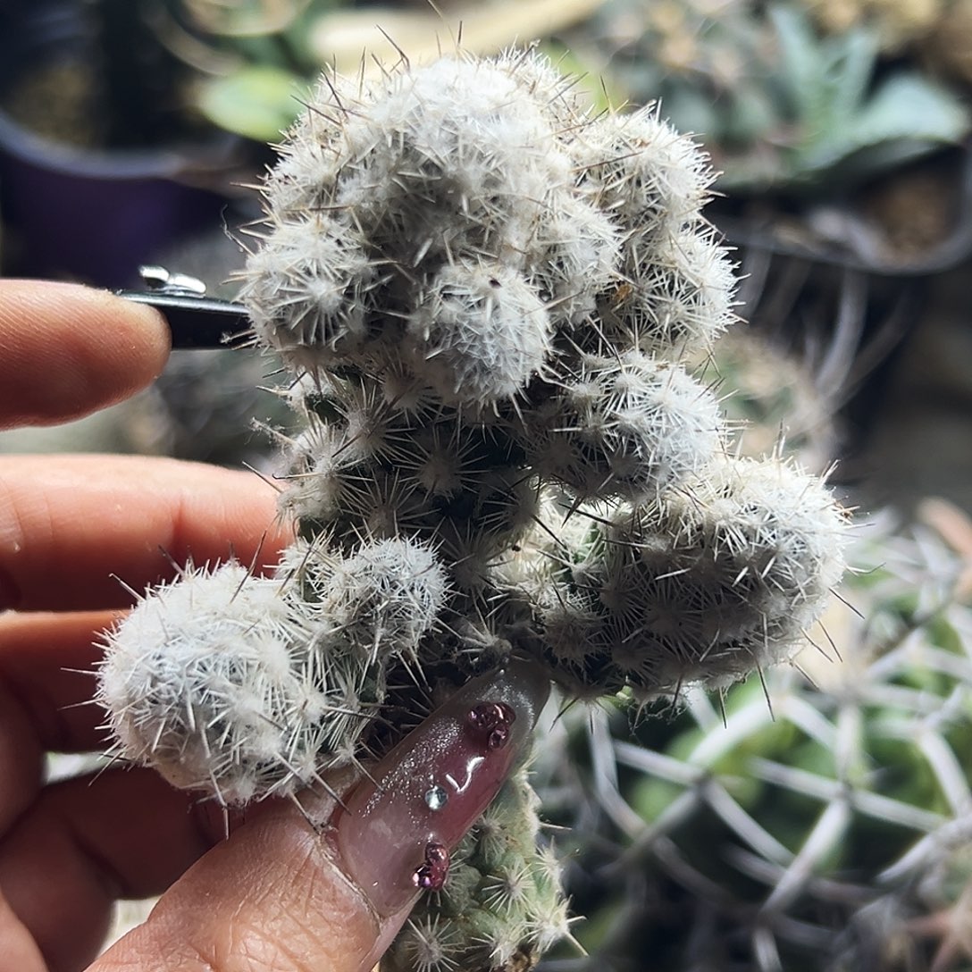 都锦有根仙人球66666666666