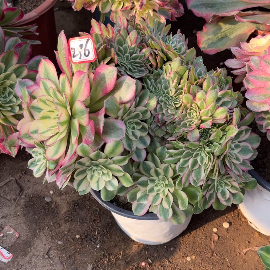 296多肉植物荔枝缀化