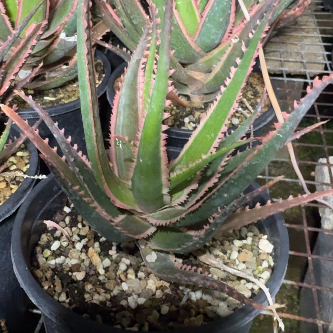 园艺芦荟多肉植物