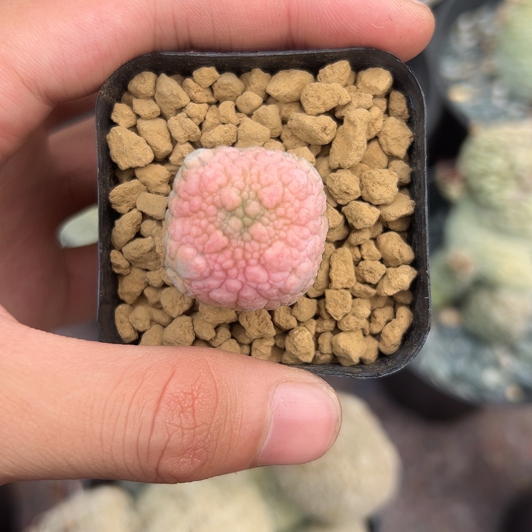 完全开放方蹄锦gggggg