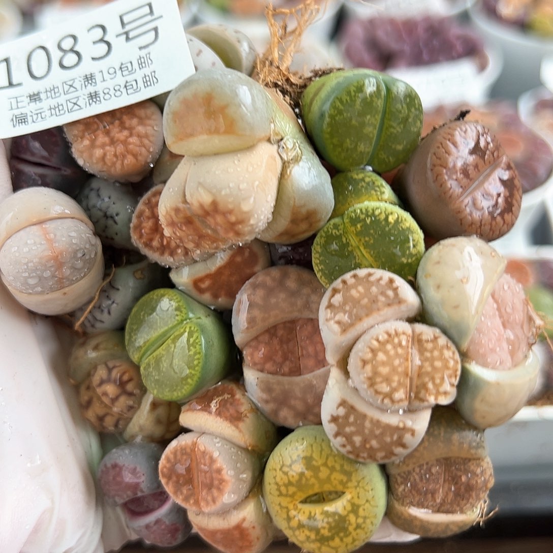 好养易活生石花大母本1083共20颗