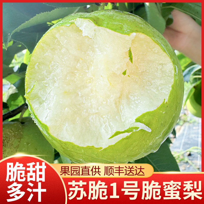 【顺丰】新鲜现场采摘苏脆一号脆蜜梨清甜爽脆皮薄无渣天然种植水果