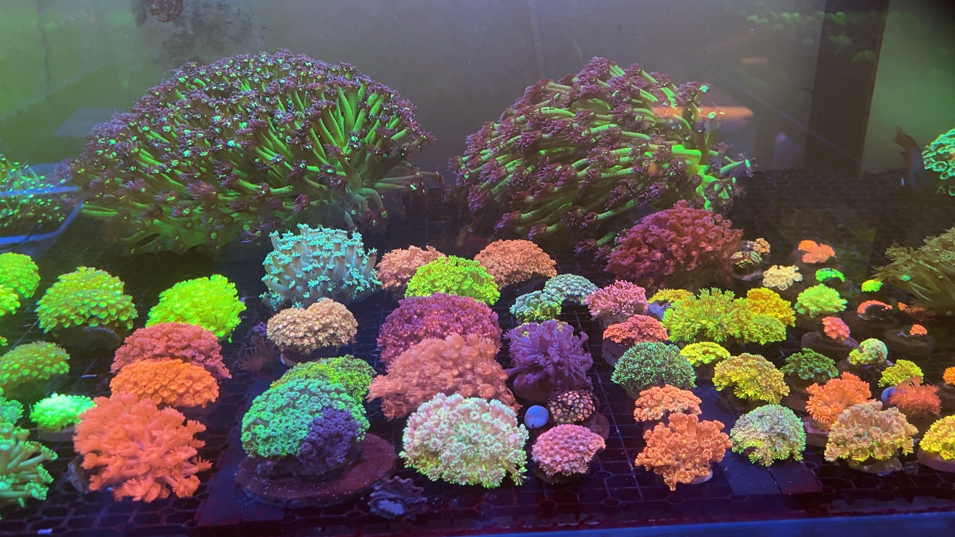 海缸水草富士火柴蛙卵提子花瓶脑类橘石脑圣杯