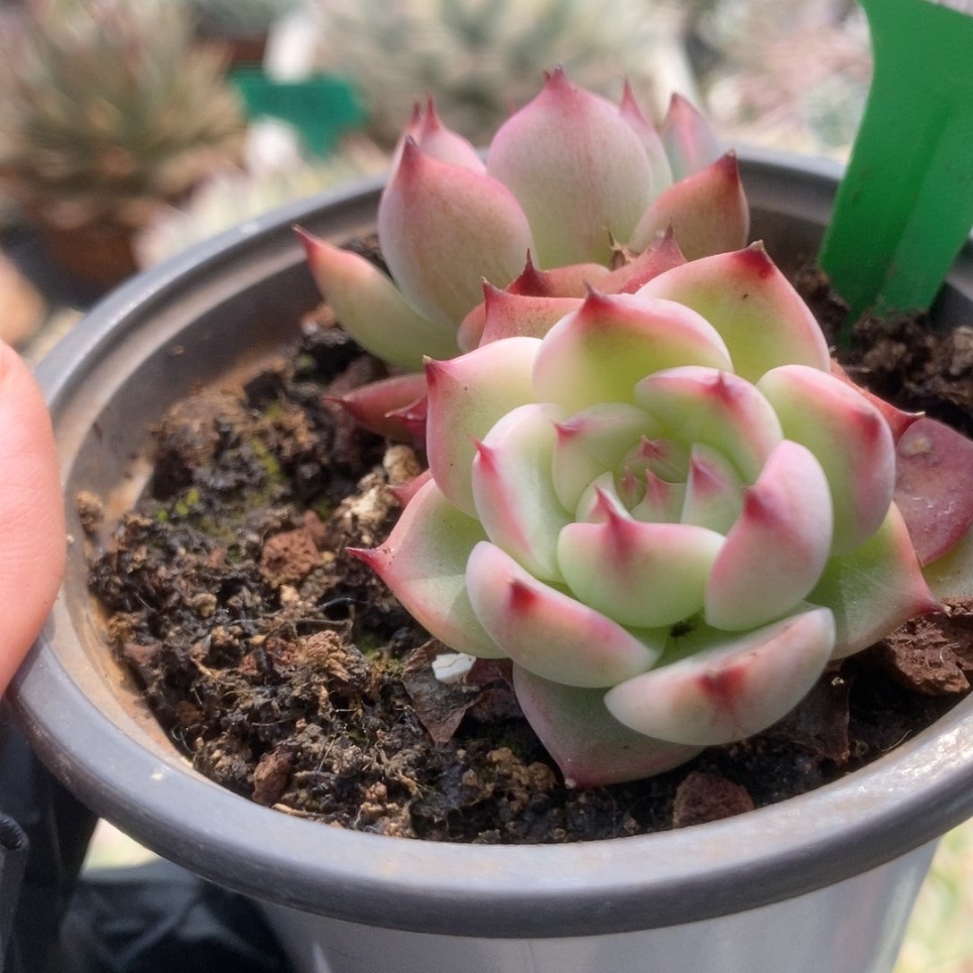 020锦锦锦锦锦锦锦