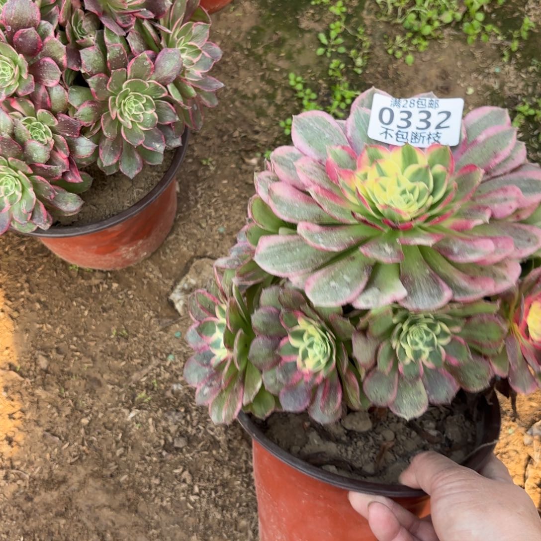 M. 332海王多肉？bab