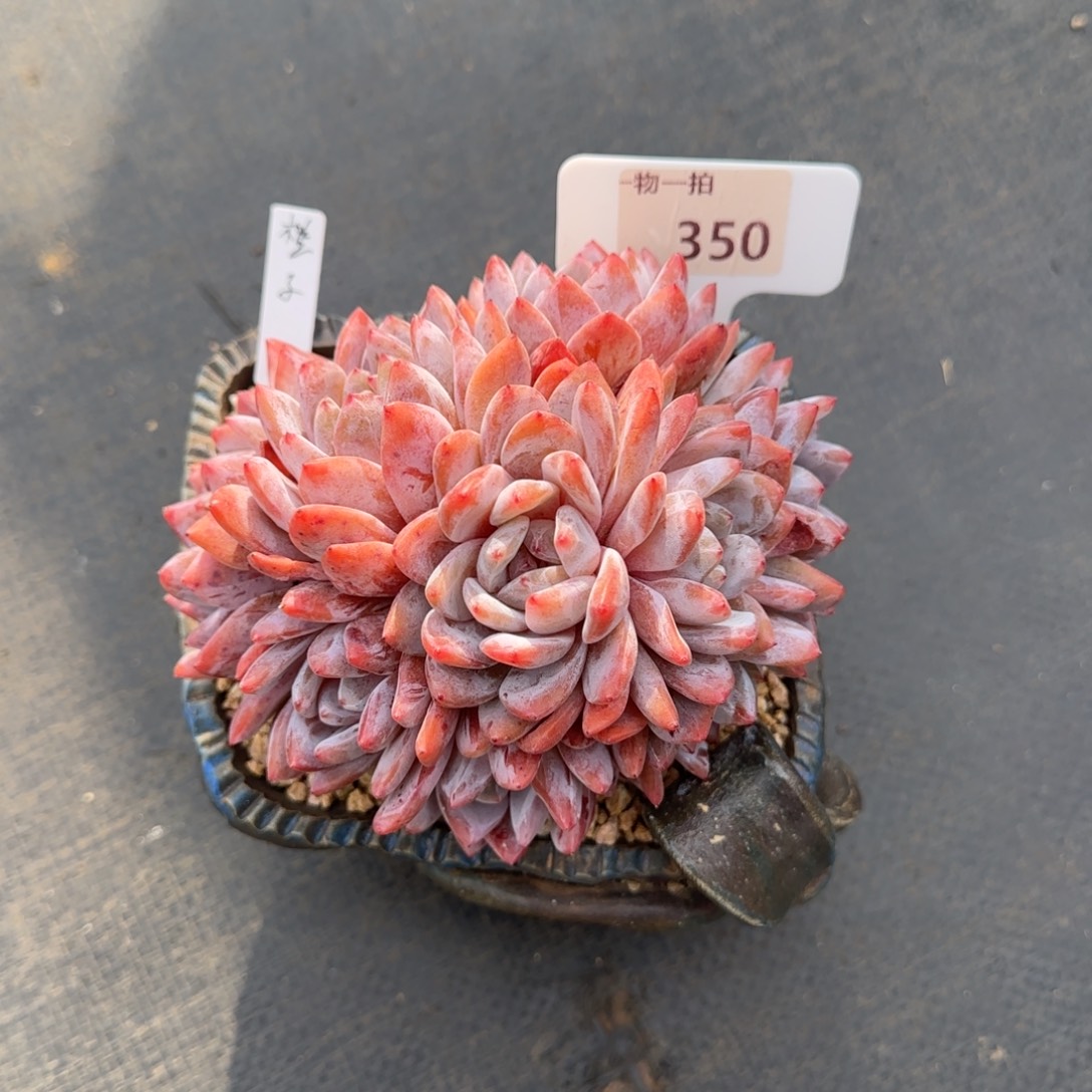 海***蓝一物一拍350号补差价