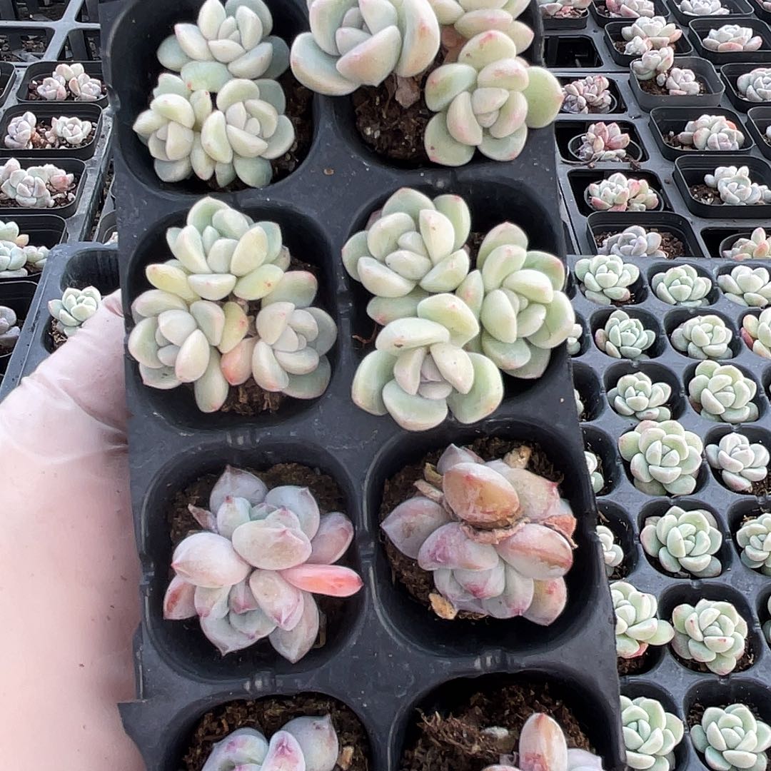 冰玉4棵影影4棵穴盘苗