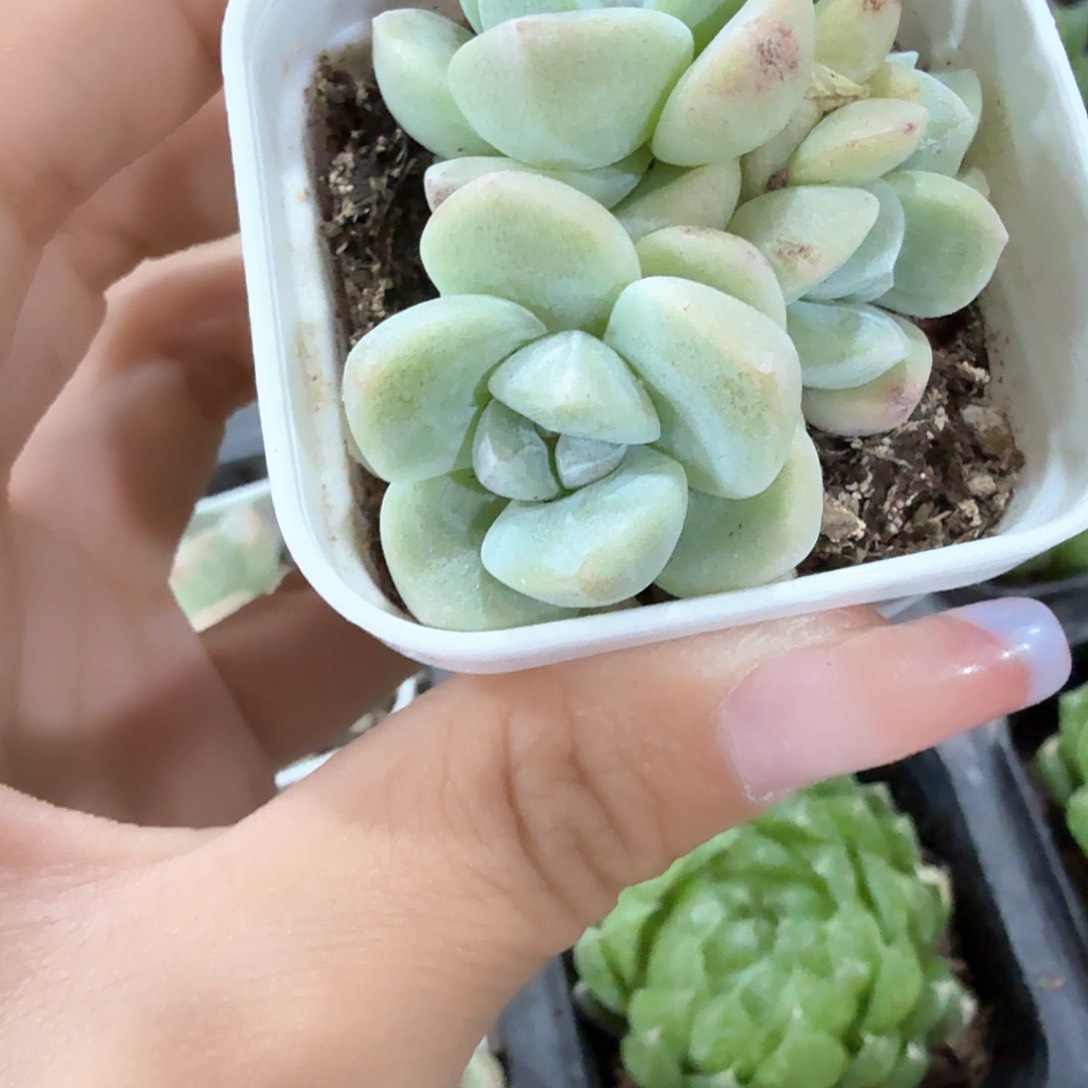 群生 冰玉 奶油状态