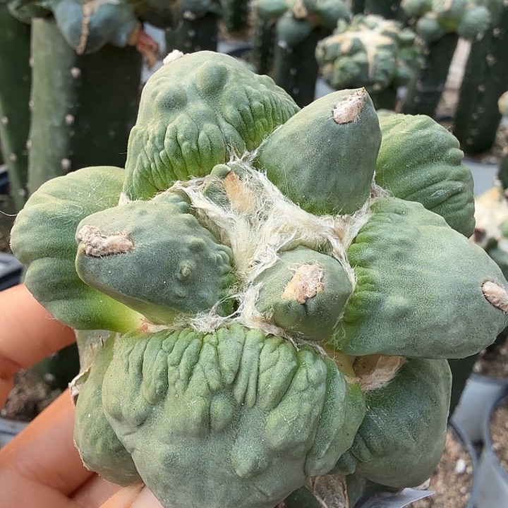 无花朵740大型栗源怒涛