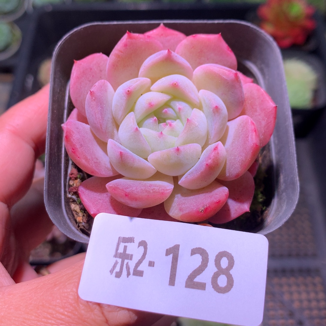 乐然 2-128 新品单头