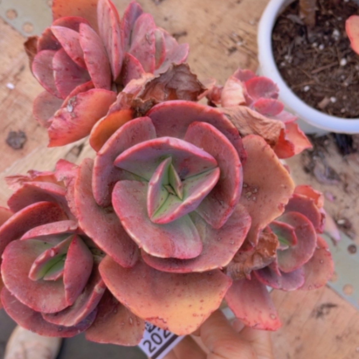 【闪购商品】初吻20287