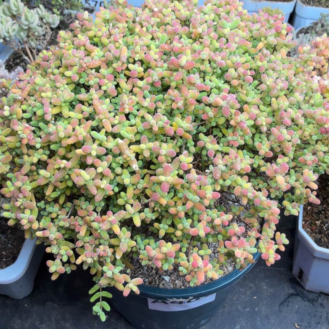 A487蜜橘糖球枝干