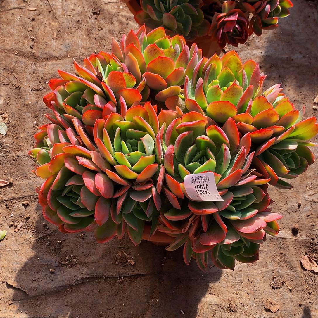 l***,   绮罗多肉31051