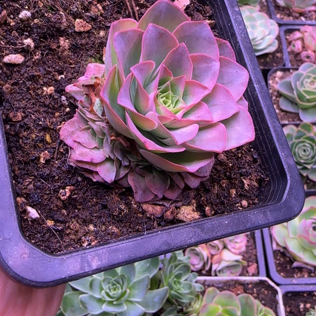 捧花4.8厘米紫色玫瑰143343424353