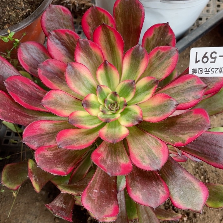 591烟花多肉12345678