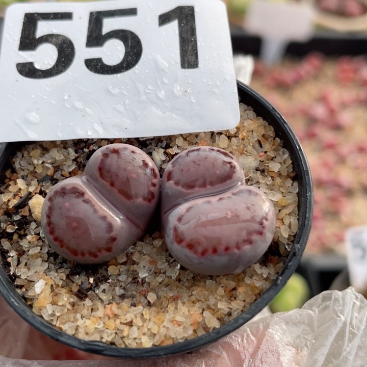 551紫饼干满18元包邮