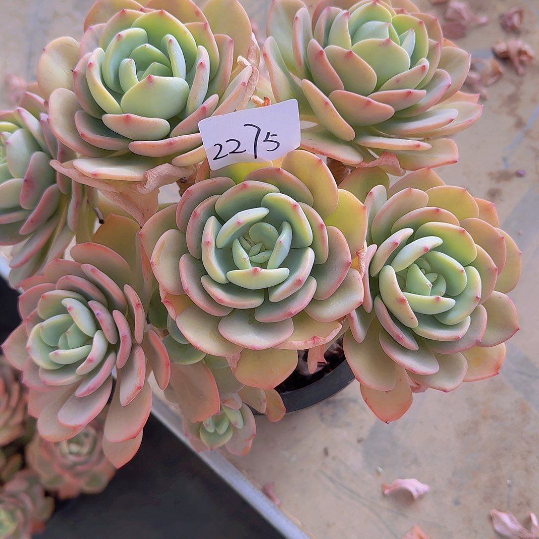 ?****?2275白月光多肉植物