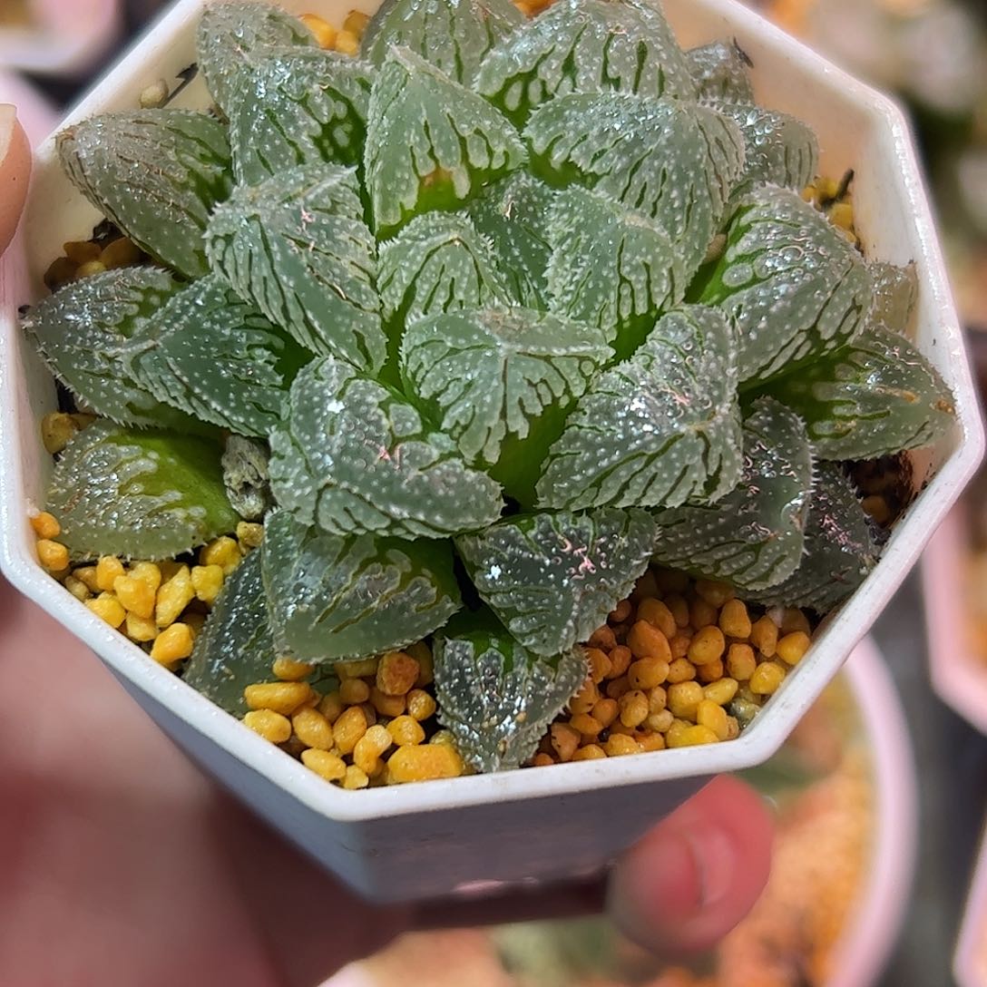 冰玉十二卷多肉植物