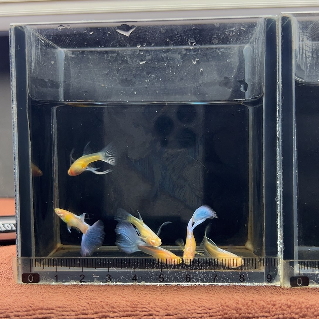 孔雀鱼蓝白绣球大c三对