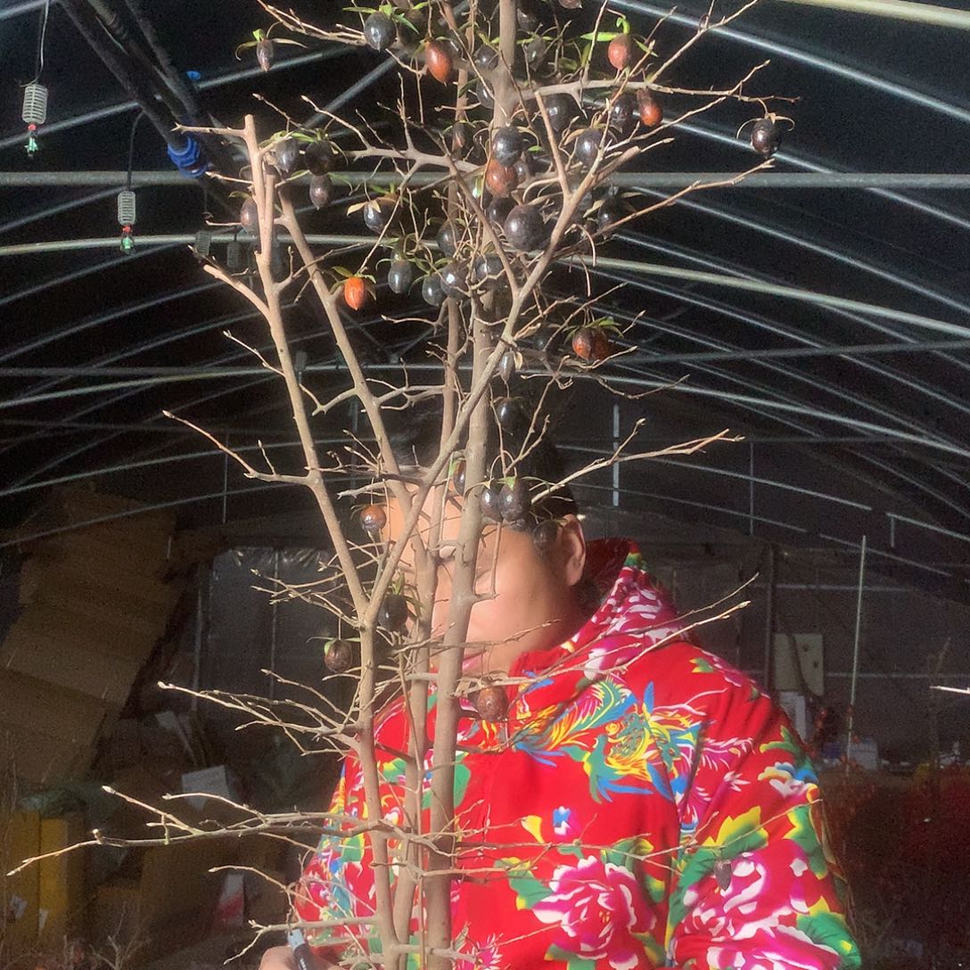 *****无花朵老鸦的眼睛